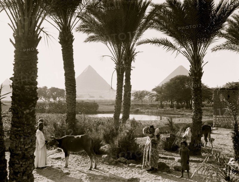 Types & agriculture. Corn fields & palmgrove, pyramids seen through palms 1935