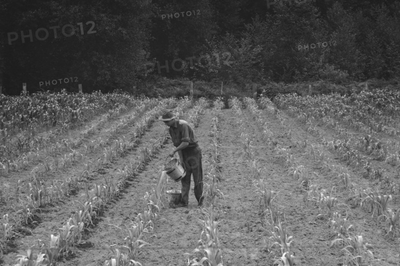 Hand irrigation on small rented subsistence farm. 1939