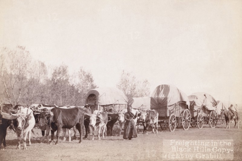 Freighting in the Black Hills 1890
