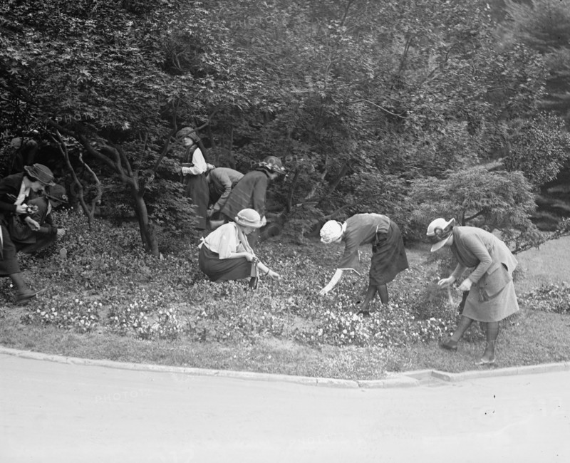 Women Picking Flowers 1922