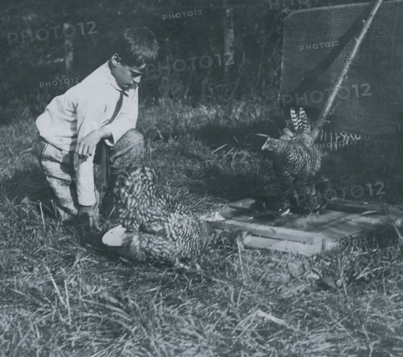Work that Educates, Twelve-year old boy tending chickens with his father, John Spargo. 1915