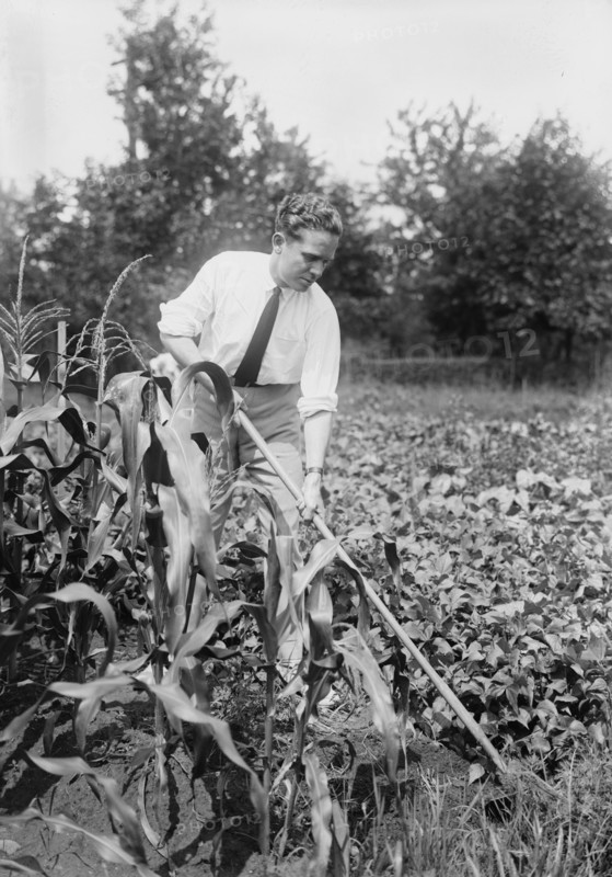Working in the Corn Field