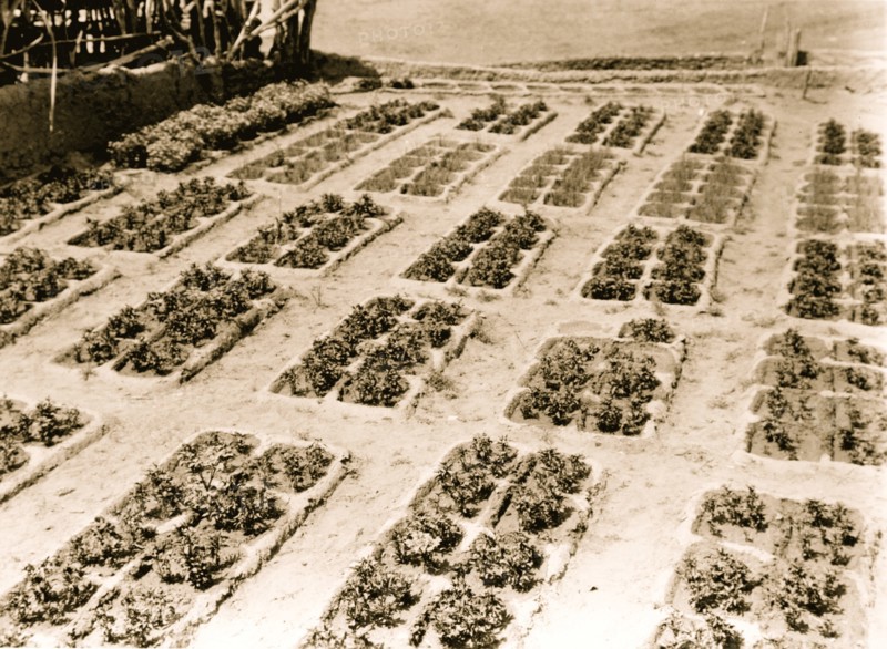 Zuni gardens 1927