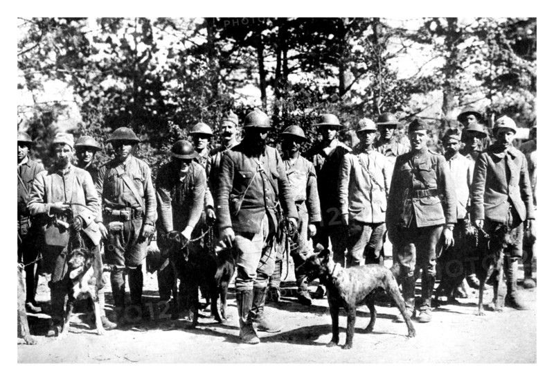 Dogs of War