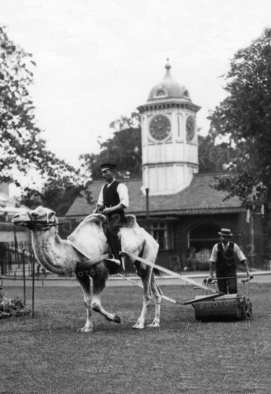 Working Camel, London