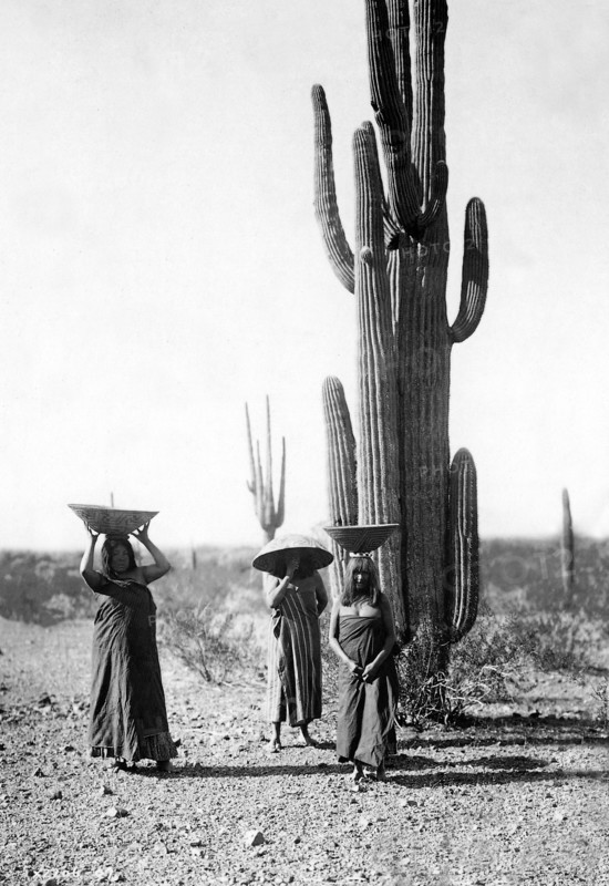 Saguaro Gatherers
