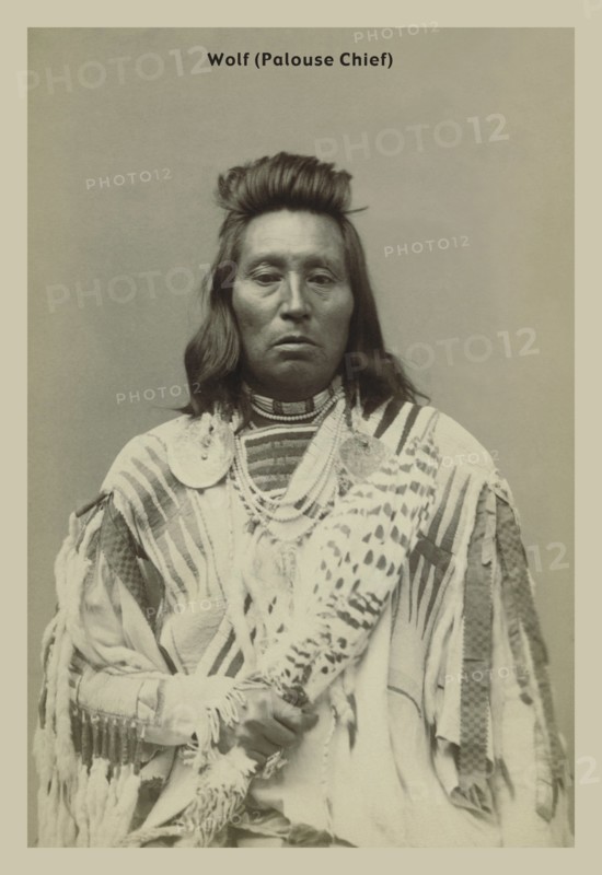 Wolf, Palouse Chief
