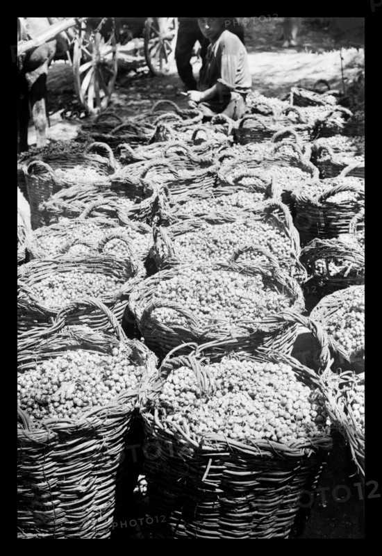 Baskets of Wine Grapes at Richon Le Zion 1920