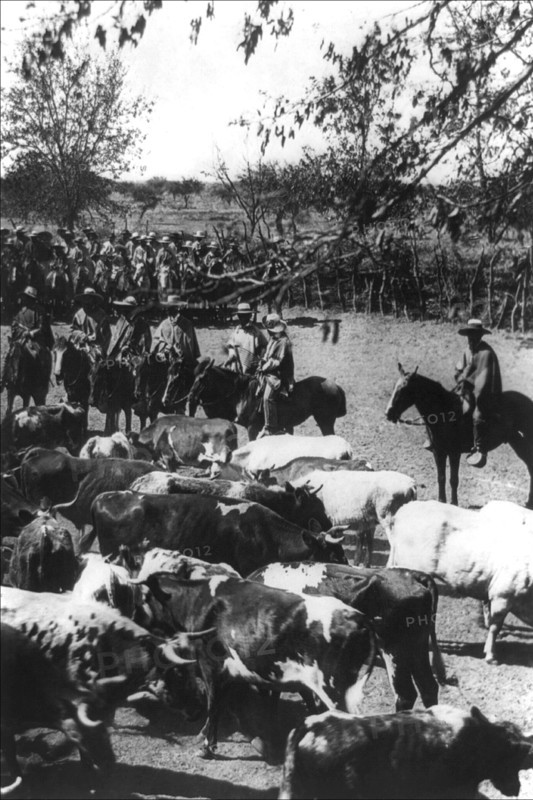Cattle and Cowboys in Chile