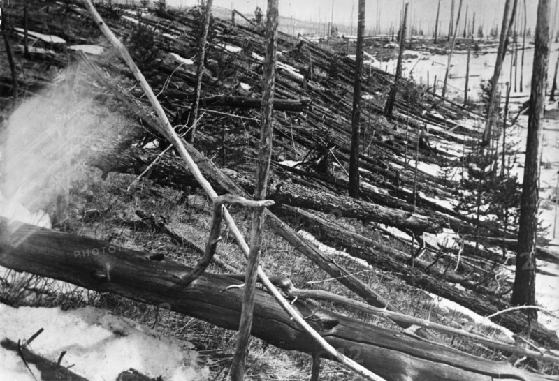 Tunguska river region of central siberia, trees felled by the explosion of a meteorite 7km to the north in 1908, this picture was taken in may of 1929.