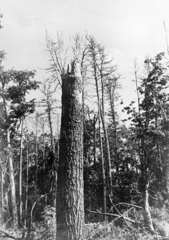 Tunguska, tree top shorn off by the force of the blast from the tunguska meteorite that hit in the siberian taiga in 1908, picture is from 1938.