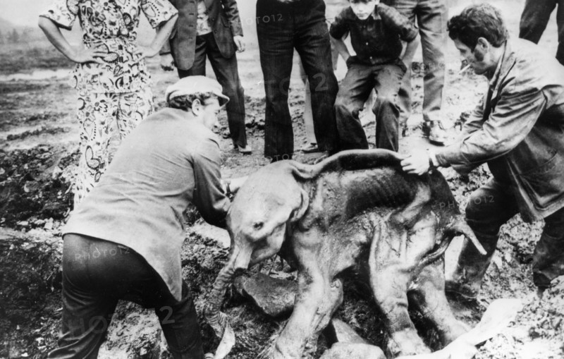 Two men lifting the preserved carcass of a baby mammoth (named dima) from where it was accidently unearthed from the permafrost by a bulldozer on the grounds of the frunze gold fields in the susumansky region of the magadan oblast, the body was found in the valley of the small river, kirgilyakh in 1977.