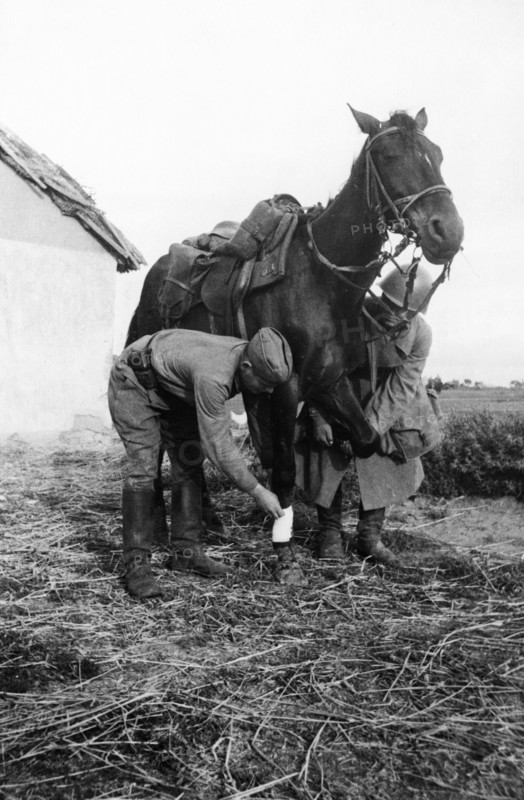 A veterinary surgeon's assistant attending to a horse wounded in battle, september 1942, world war ll.