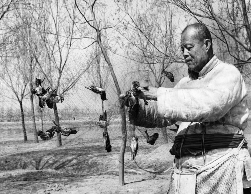 More than 400,000 grain-eating sparrows were wiped out in the three day all-out war on them which ended april 21, 1958, 85 year old chang teh has played a brilliant part in the war against the sparrows, he caught over 30 sparrows with nets on an islet early in the morning of april 20th.