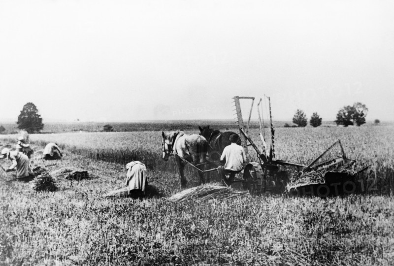 Farmers harvesting grain in the 1920s, ussr.