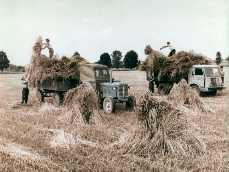 Harvest in poland, 1960s.