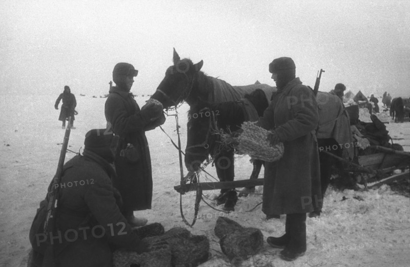 World war 2, battle of stalingrad, red army soldiers stopping to feed their horses captured german 'boots', 1942.