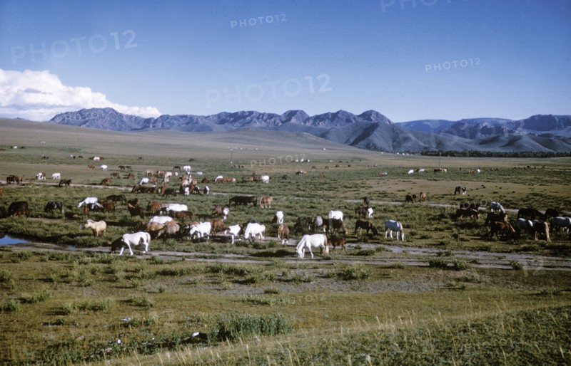 A herd of horses grazing on the mongolian steppe, 1990s.