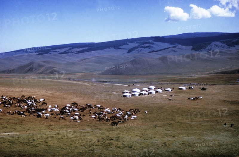 A nomadic horse herders settlement consisting of yurts on the mongolian steppe, 1990s.