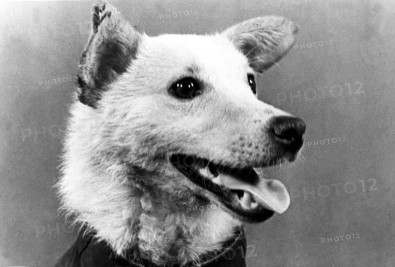 Belka (in pic), was one the two russian dogs that went into orbit aboard sputnik spaceship and returned safe and sound from a space flight,  1960.
