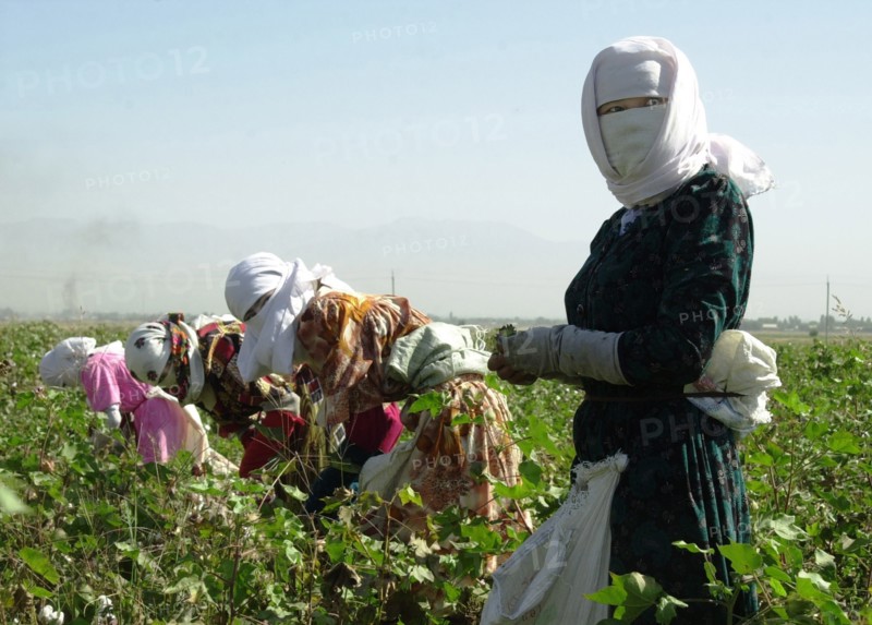 Tajikistan, september 9, 2004, schoolchildren and students take part in cotton harvesting.