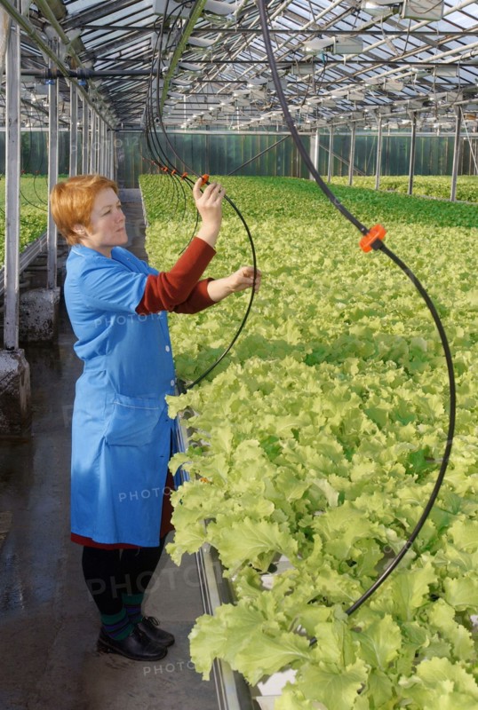 Water and food is delivered to the plants through the pipe-line, modern cultivation technology is introduced in experimental production farm dalnevostochnoye (far eastern) where they use expandable tables, pots for seedlings and automatized equipment for feeding and watering of the plants.