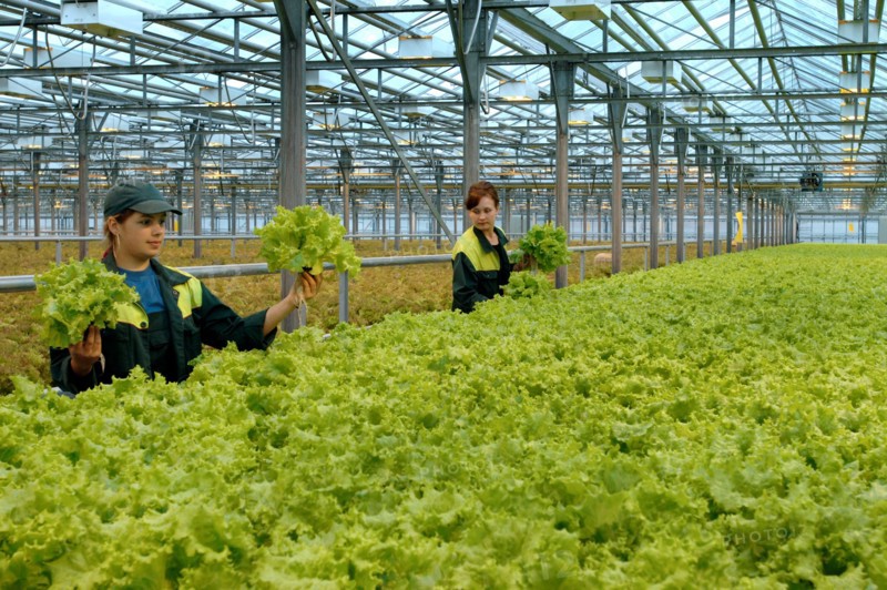 A tray of lettuce at the farm moskovsky, moscow region, russia, june 2006.