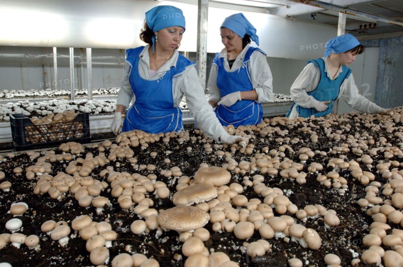 Mushroom growing at the farm moskovsky, moscow region, russia, june 2006.