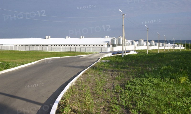 Strigunovsky pig farm, belgorod region, russia, july 2006.
