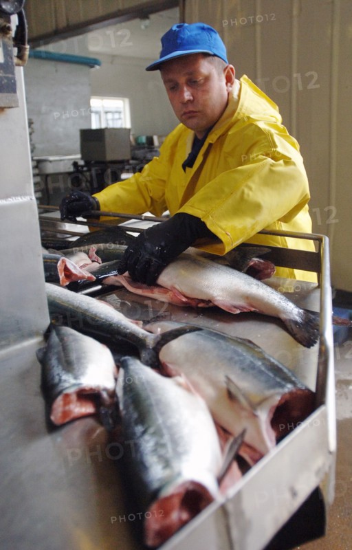 Yuzhno-sakhalinsk, russia, july 28, 2006, fish is being butchered at 'bereg' production facilities of tunaicha company.