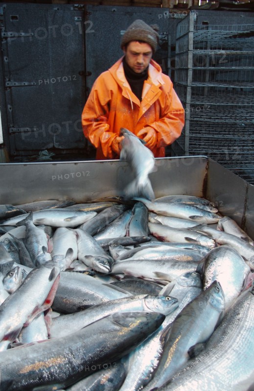 Koryak autonomous area, russia, eviscerated salmon are at the fish processing shop in ayanka village, the koryak autonomous area, salmon fishing season is underway off koryakia's east coast, august 2, 2006.