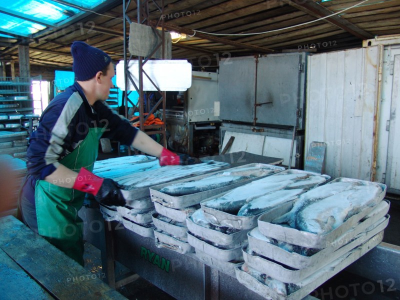 Koryak autonomous area, russia, frozen salmon are piled at the fish processing shop in ayanka village, the koryak autonomous area, salmon fishing season is underway off koryakia's east coast, august 2, 2006.