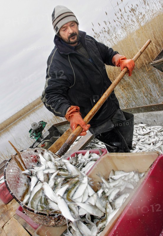 Kurgan region, russia, october 17, 2006, a man puts fish into a container using a scoop-net.