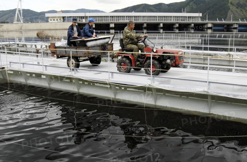 Khakassia, russia, june 18, 2007, feeding hatchlings on a trout and sturgeon fish farm in maina hydroelectric power station reservoir, khakassia.