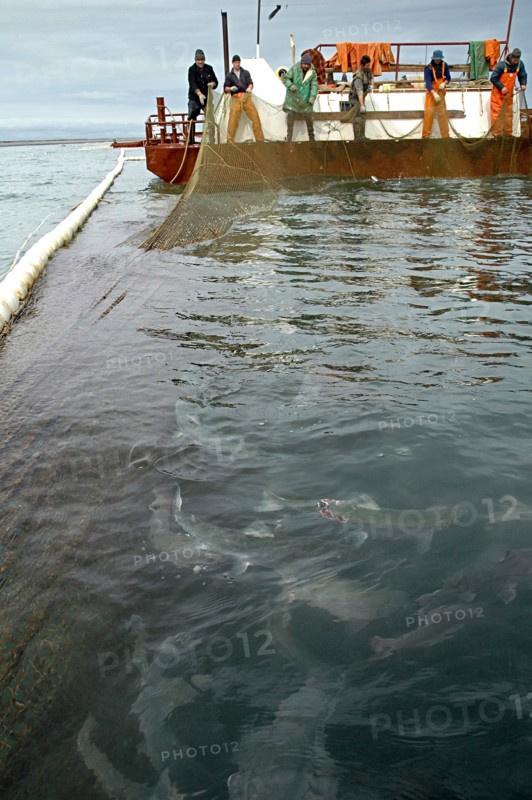 Kamchatka, russia, august 16, 2007, the picture shows a fishing vessel near a pound net with fish off kamchatkai´s east coast where the salmon fishing season is underway.