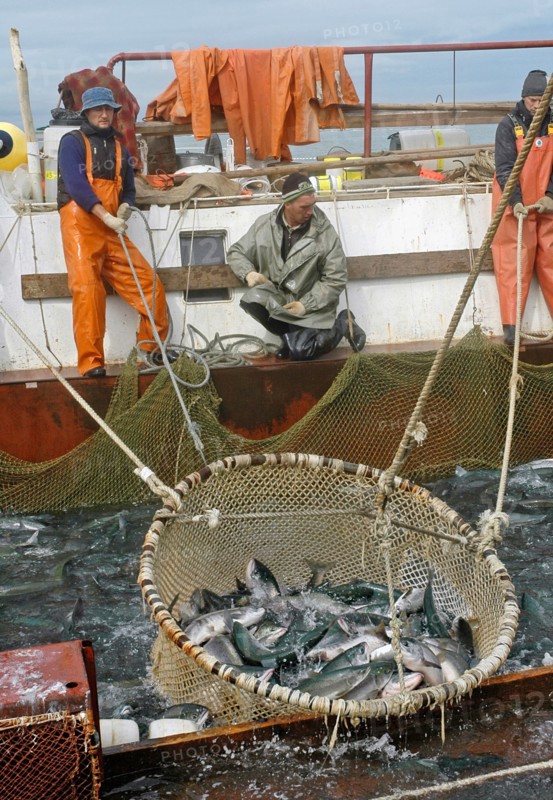 Kamchatka, russia, august 16, 2007, fishermen on a fishing vessel drag a pound net off kamchatkai´s east coast where the salmon fishing season is underway.