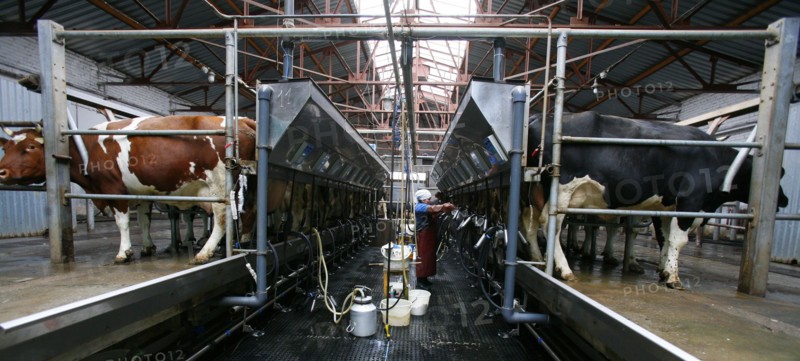 Dairy cows being milked at the plemzavod rodina farm which is outfitted with delaval milking system, volgograd region of russia, february 5, 2008.