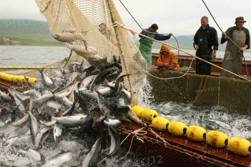 Salmon fishing on the ozernaya river in kamchatka, russia, july 21, 2008.