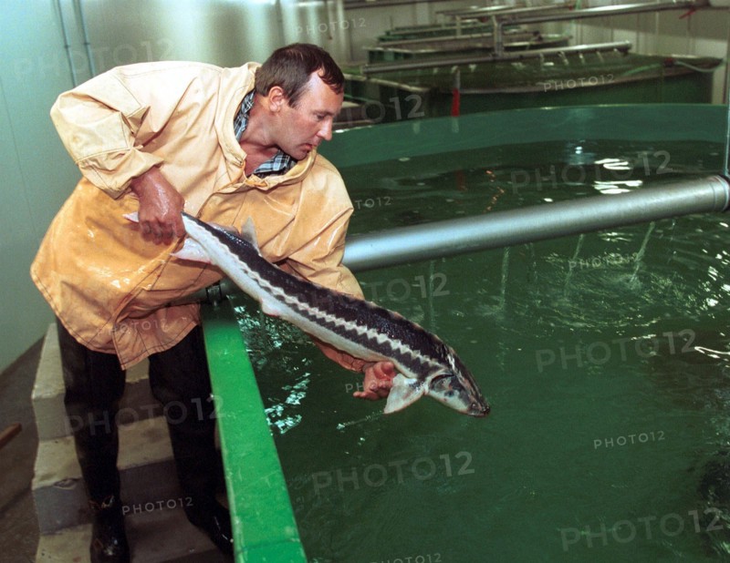 Sturgeon, russia, 2004.