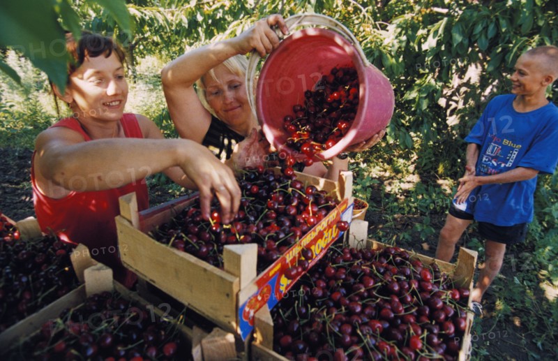 Women picking mazzard cherries on a farm in the aksai district, rostov region, russia.