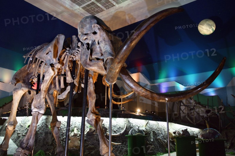 Remains of the fauna of the ice-age found in the transpolar area of russia are displayed at the 'mammoth chamber' exposition opened here, moscow, russia, november 2, 2004.