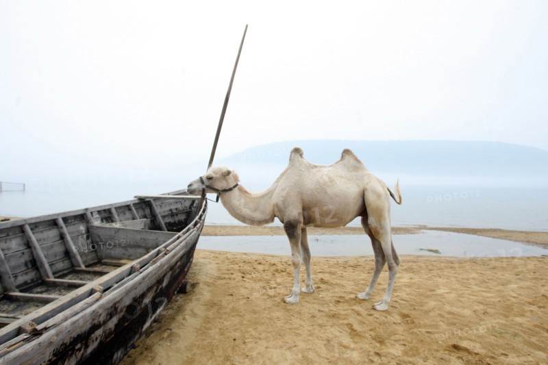 Irkutsk region, russia, july, 2011, a camel and a boat seen on lake baikal's sandy shore.