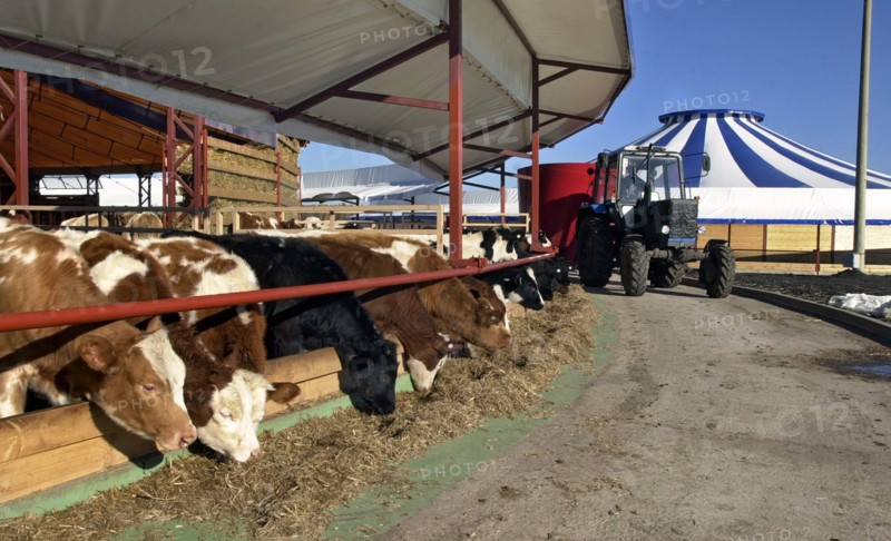 Graivoron-agro livestock farm for 1,200 heifers is the first tented farm with polymer coating to be inaugurated in russia, belgorod region, russia, november 2005.