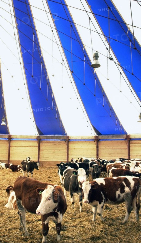Graivoron-agro livestock farm for 1,200 heifers is the first tented farm with polymer coating to be inaugurated in russia, belgorod region, russia, november 2005.