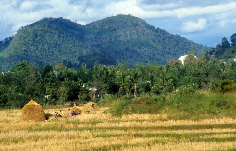 Rice field in laos, july 1983.
