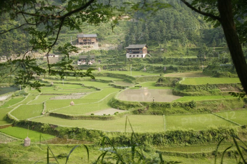 China, august 13, 2007, rice fields at a village in china’s guizhou province.
