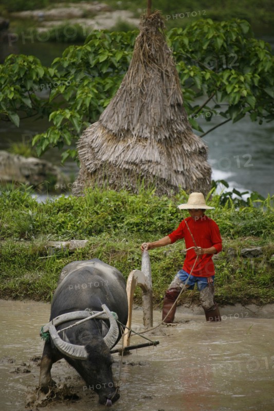 China, august 13, 2007, ox plowing rice fields at a village in china’s guizhou province.