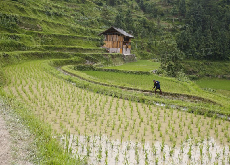 China, august 13, 2007, man working in a rice field at a village in china’s guizhou province.
