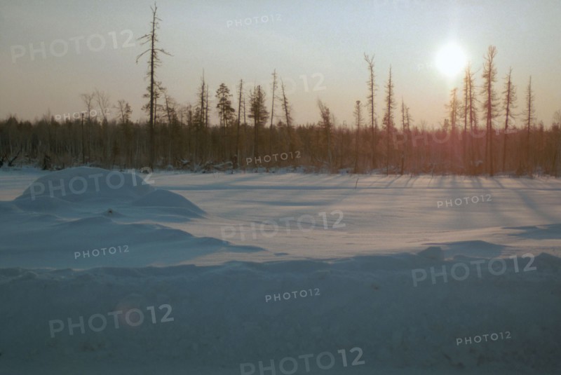 Winter morning in siberian taiga, russia,1998.