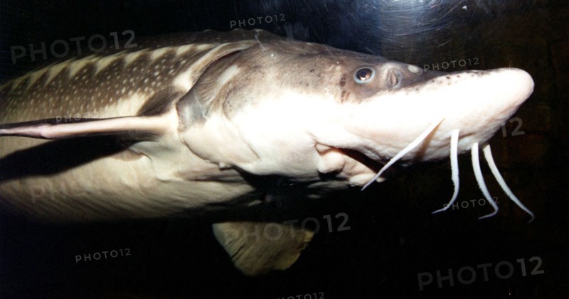 Sturgeon, russia, 2004.